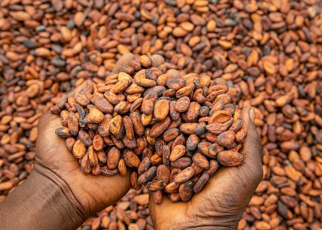 Global InfoAnalytics poll shows majority of farmers accept new cocoa price