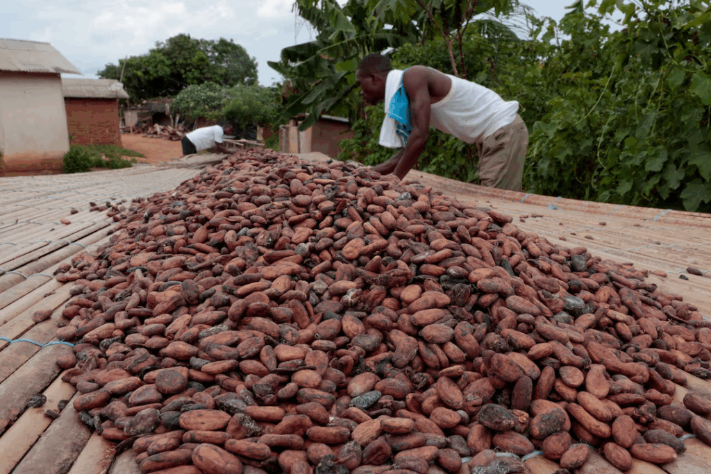 Ghana’s cocoa buyers owe banks up to $750m, raising fresh liquidity risks